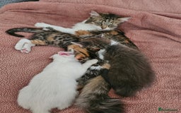 Mixed Breed cats for sale: White kitten  - Image 8