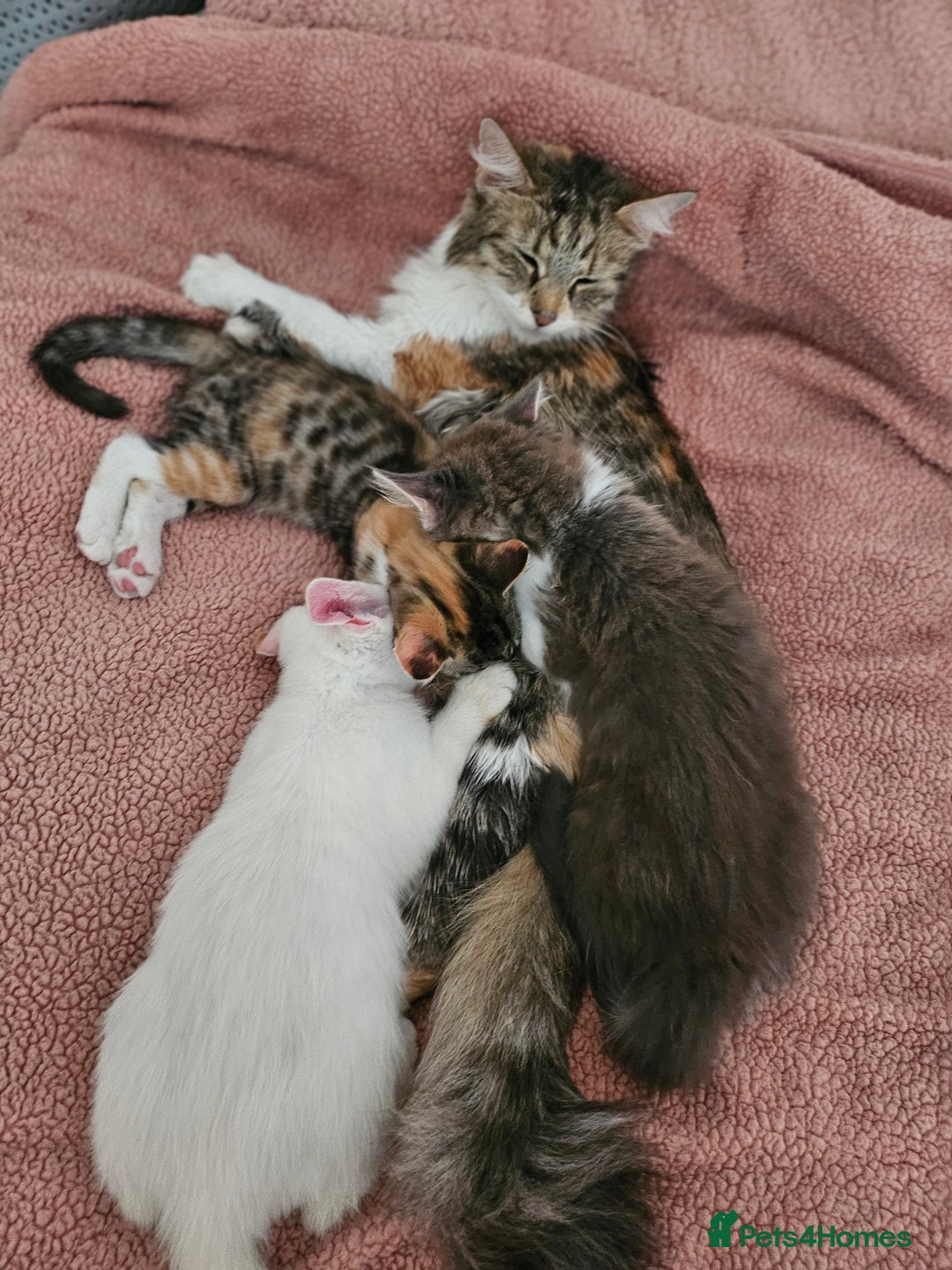 Mixed Breed cats for sale: White kitten  - Image 8