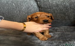 Cockapoo dogs for sale: Cockapoo puppy’s  - Image 9