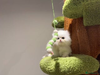 Munchkin cats - Advert 3