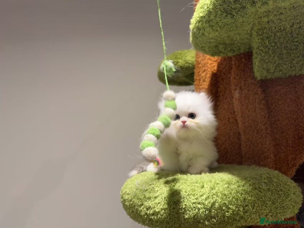 Munchkin cats - Advert 1