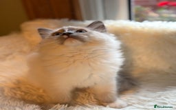 Ragdoll cats for sale: Stunning 💎 Ragdoll blue point girl kitten - Image 3