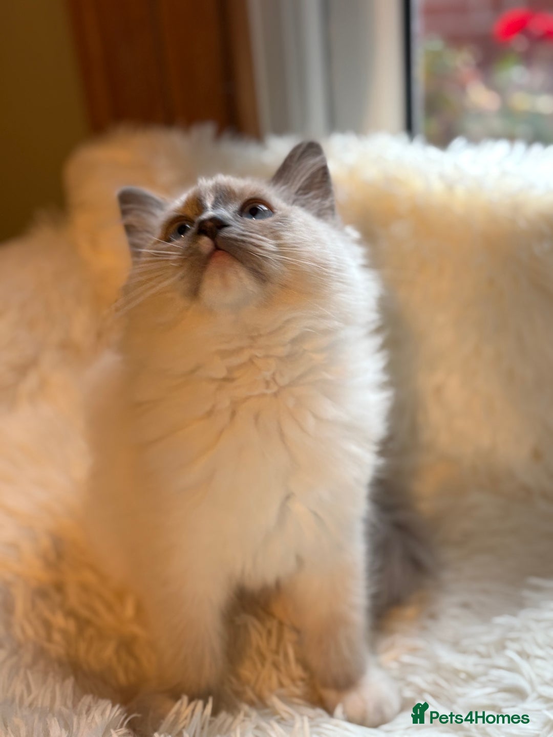 Ragdoll cats for sale: Stunning 💎 Ragdoll blue point girl kitten - Image 3