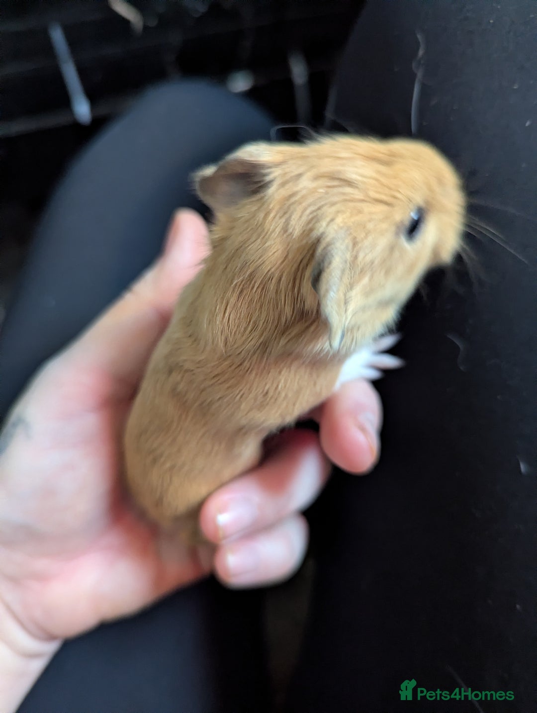 Guinea Pig rodents for sale: Baby guinea pigs  - Advert 6