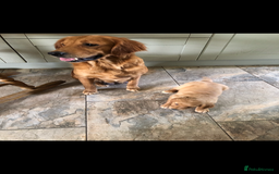Golden Retriever dogs for sale: Beautiful Health Tested Puppies  - Image 10