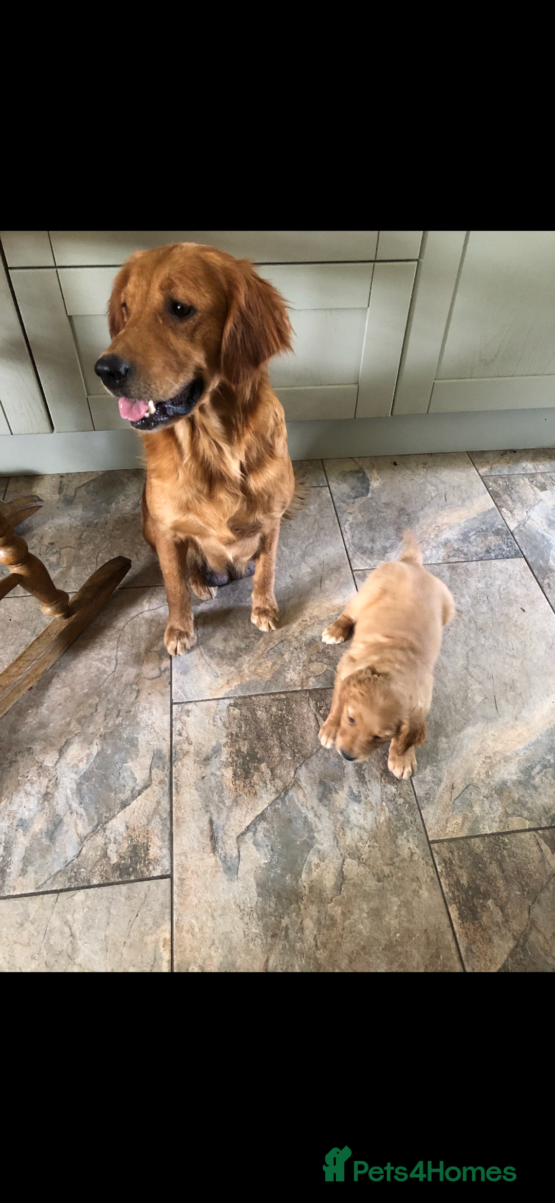 Golden Retriever dogs for sale: Beautiful Health Tested Puppies  - Image 10