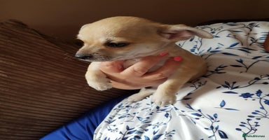 Chihuahua dogs - Advert 3