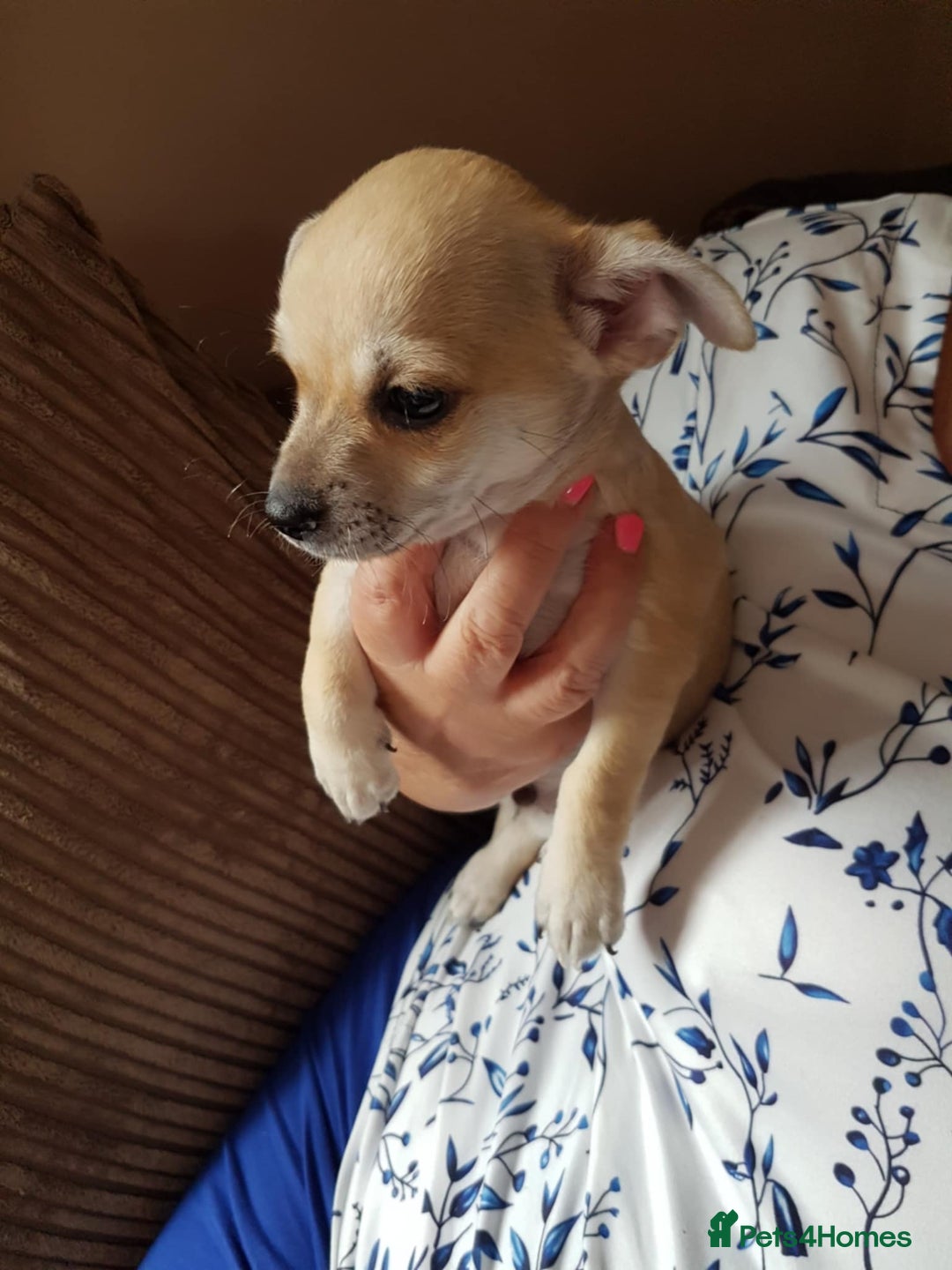 Chihuahua dogs for sale: Stunning Chihuahua pups, ready now. Only 4 left. - Image 2