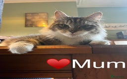 Siberian cats for sale: Half Siberian kittens - Image 14