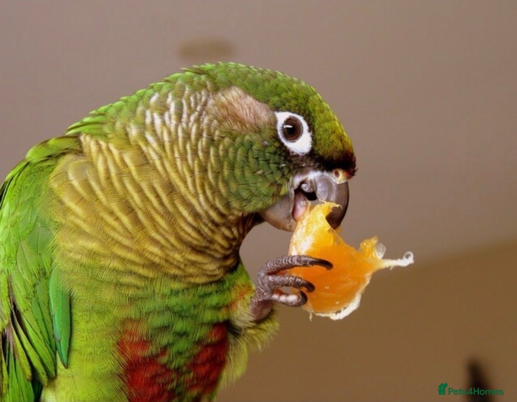 Conures birds for sale: Bonded Pair of Conures  - Advert 2