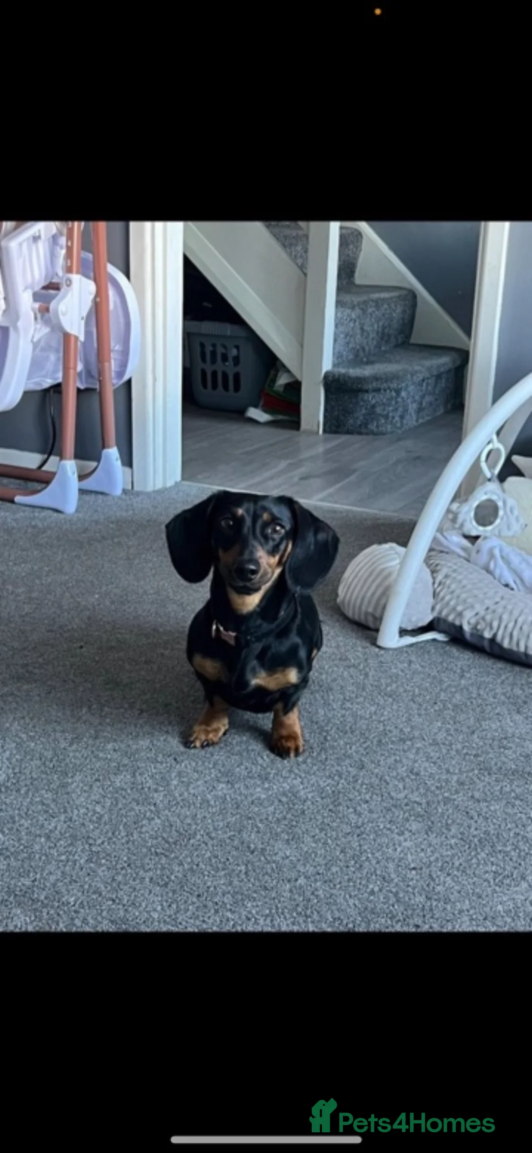 Dachshund dogs for sale: Beautiful 4yr old dachshund  - Advert 2