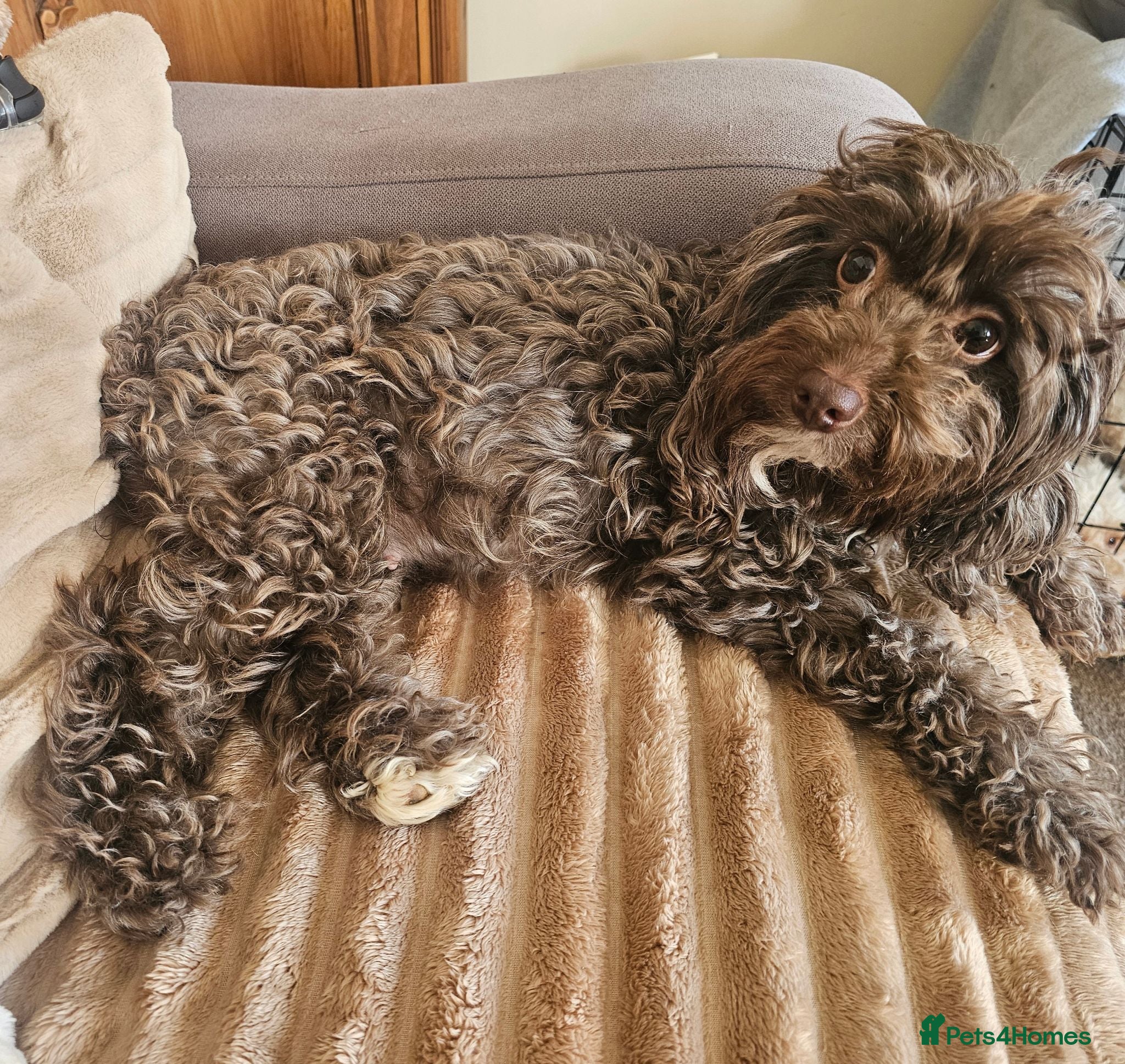 Cockapoo dogs £1150 - Advert 1