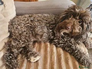 Cockapoo dogs £1150 - Advert 17