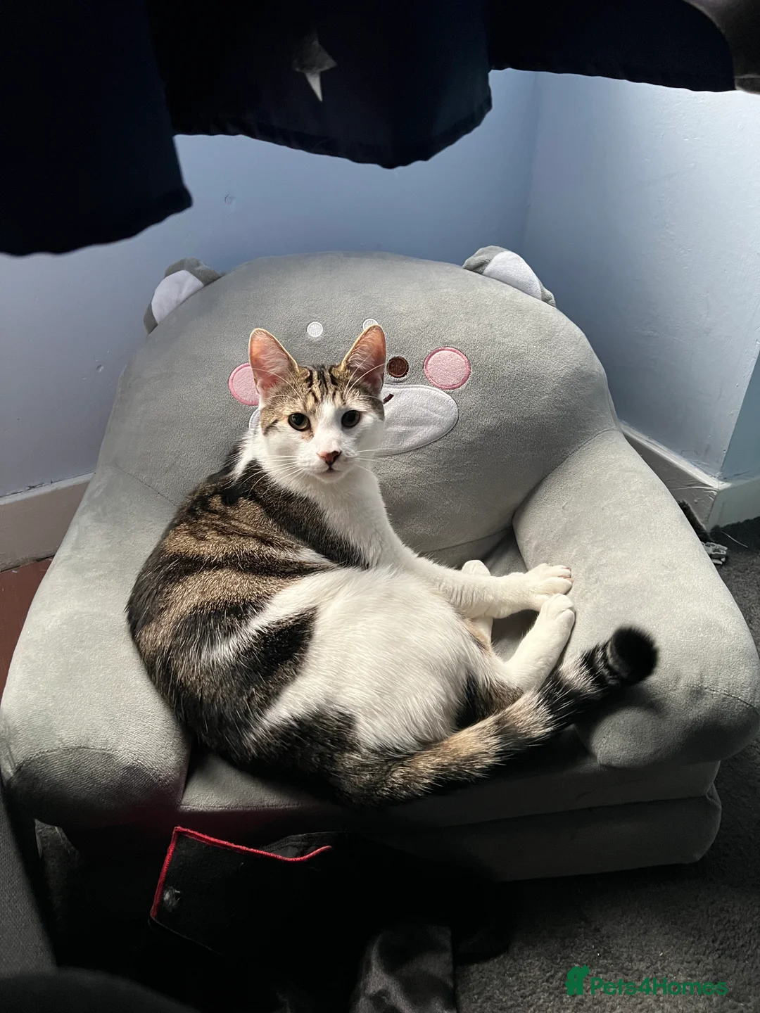 Mixed Breed cats for sale: Cute male cat. - Advert 2