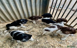 English Springer Spaniel dogs for sale: Working Springer Spaniel Puppies  - Image 4