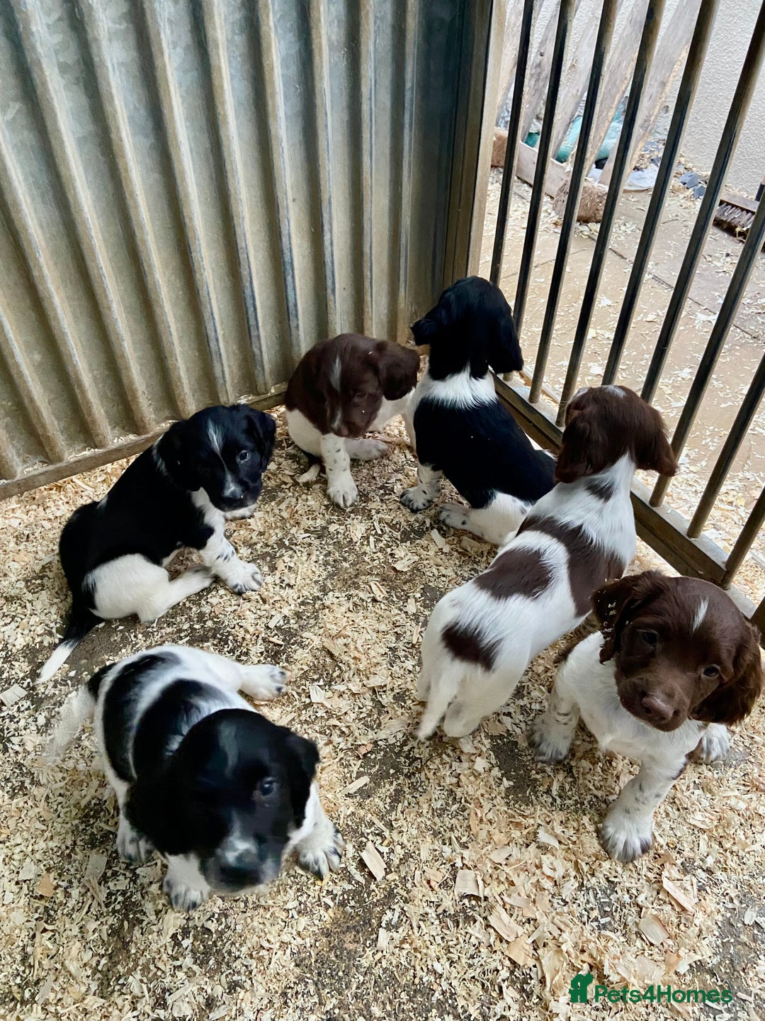 English Springer Spaniel dogs for sale: Working Springer Spaniel Puppies  - Image 4