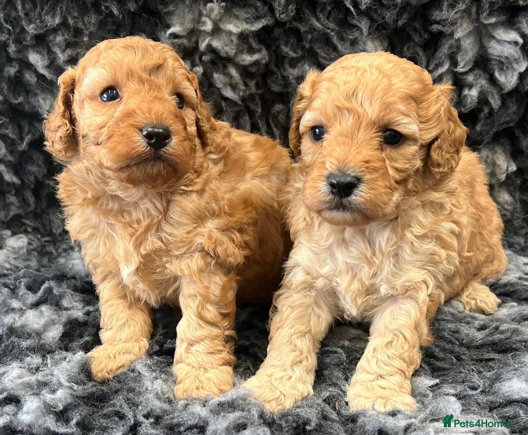 Cavapoo dogs for sale: Cavapoo puppies - Image 3