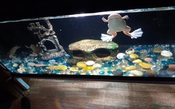 Frog reptiles for sale: 2 albino African clawed frogs - Image 2