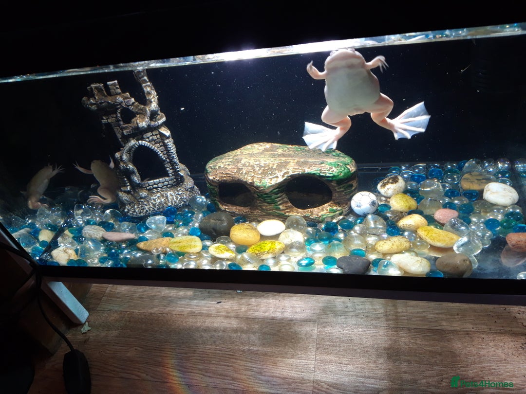 Frog reptiles for sale: 2 albino African clawed frogs - Image 2