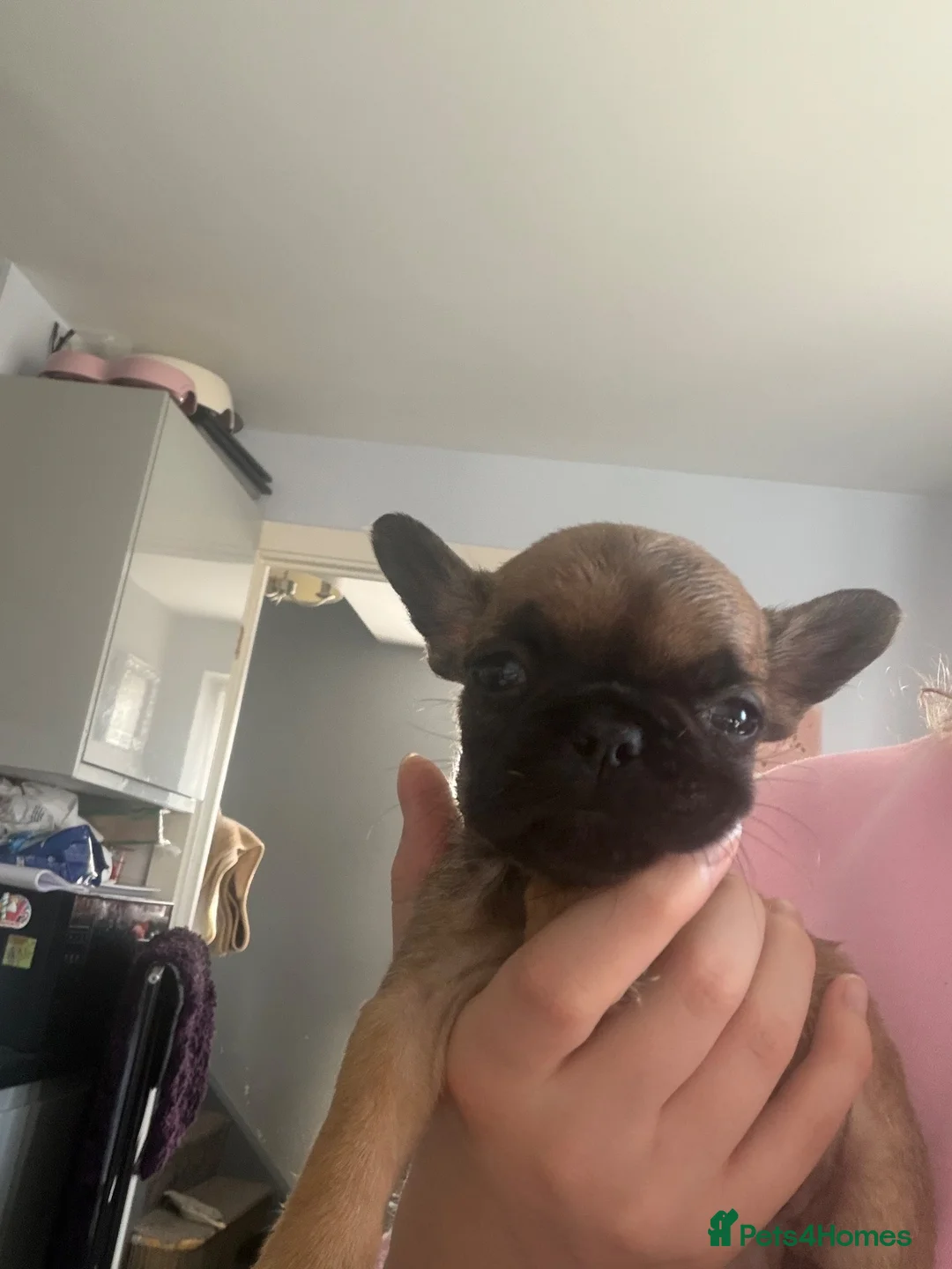 French Bulldog dogs for sale: French bulldogs  - Advert 8