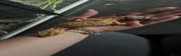 Leopard Gecko reptiles for sale: male and female leopard geckos plus tanks - Advert 9