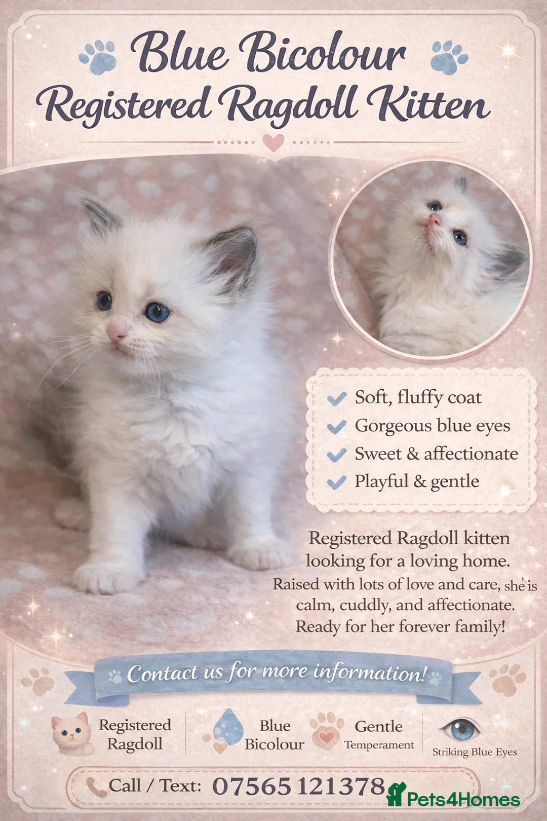 Ragdoll cats for sale: GCCF Ragdoll kittens registered pet Active  - Advert 20