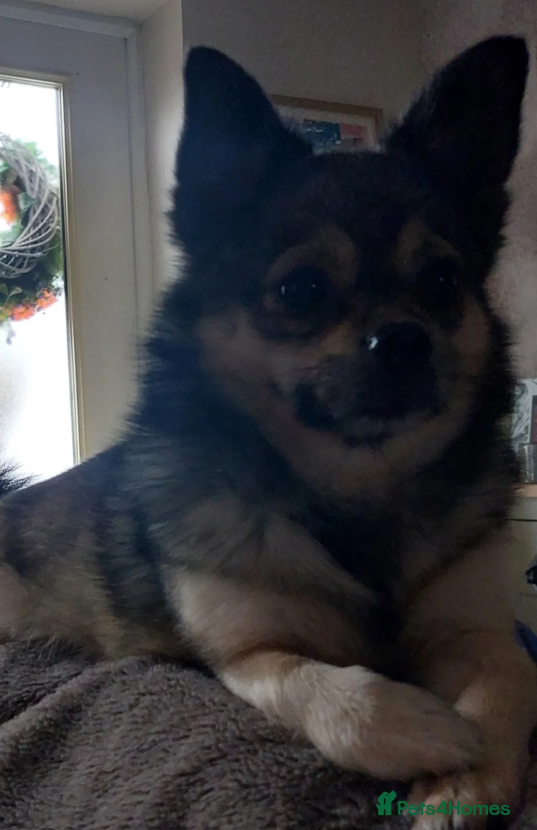 Mixed Breed dogs for sale: Looking for his forever home - Advert 2