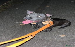 Staffordshire Bull Terrier dogs for sale: Blue Staff  - Image 1