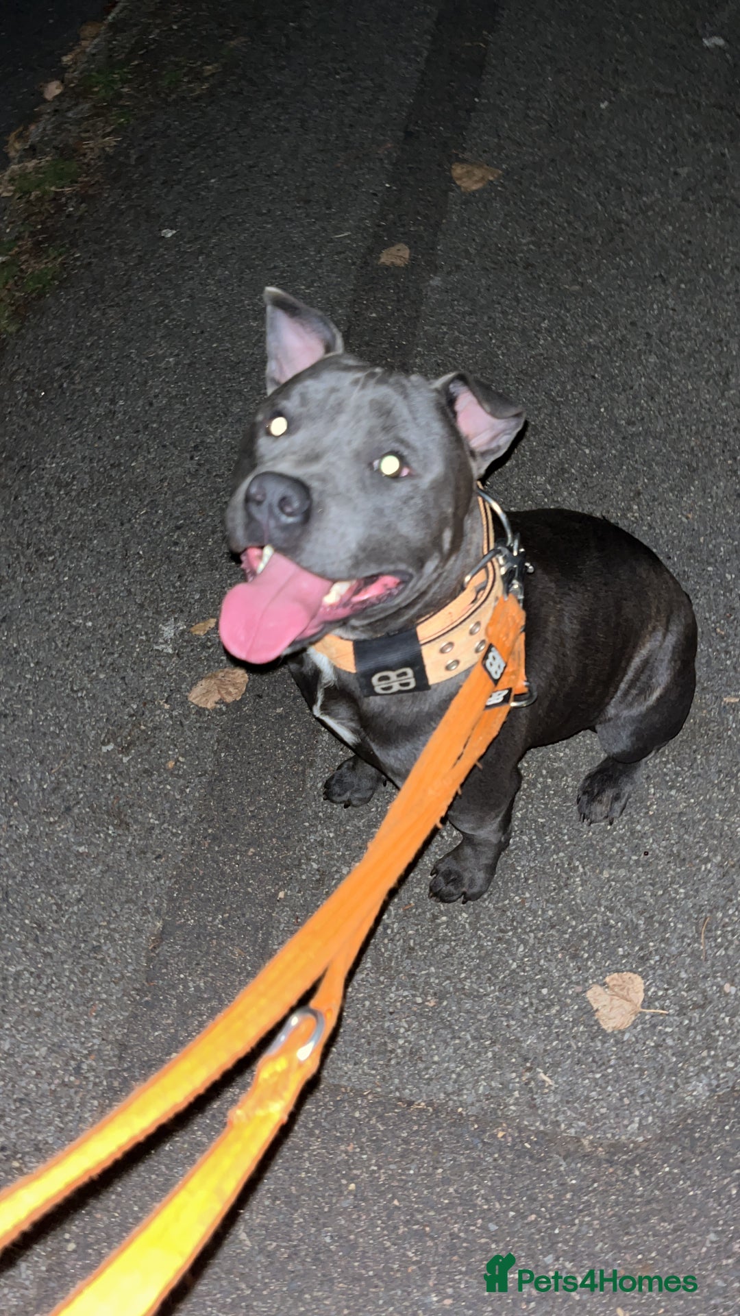Staffordshire Bull Terrier dogs for sale: Blue Staff  - Image 1
