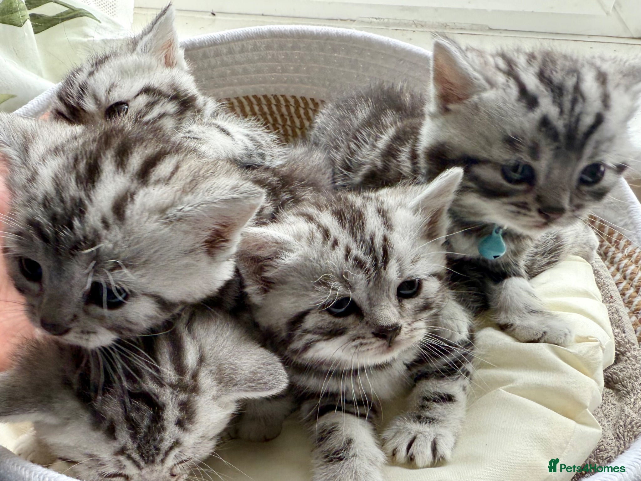 British Shorthair cats GCCF Rare Show Quality BSH Silver Tabby Kittens  - Advert 2