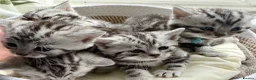 British Shorthair cats for sale: GCCF Rare Show Quality BSH Silver Tabby Kittens  - Advert 8