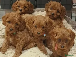 Cavapoo dogs STUNNING GORGEOUS CAVAPOO PUPPIES - Advert 11