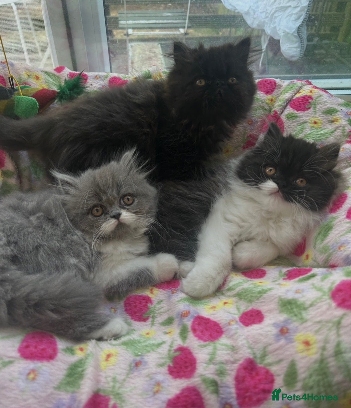 Persian cats Stunning Persian kitten for sale  - Advert 13