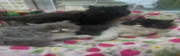 Persian cats for sale: Stunning Persian kitten for sale  - Advert 8
