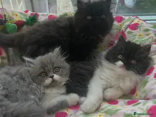 Persian cats Stunning Persian kitten for sale - Advert 1