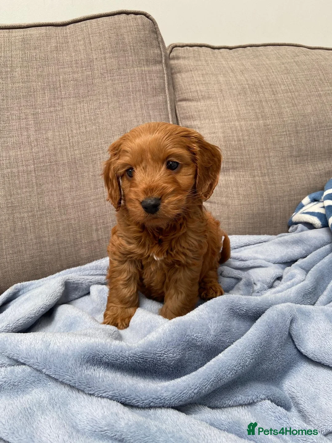 Cavapoo dogs for sale: F1 Cavapoo male  in Tamworth - Advert 1