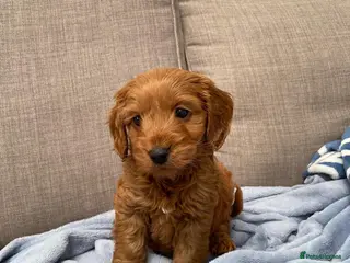 Cavapoo dogs F1 Cavapoo male in Tamworth - Advert 13