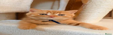 British Shorthair Kitten 5