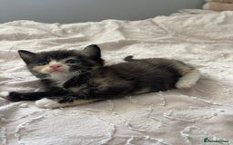 Mixed Breed cats for sale: Kittens for sale  - Image 2