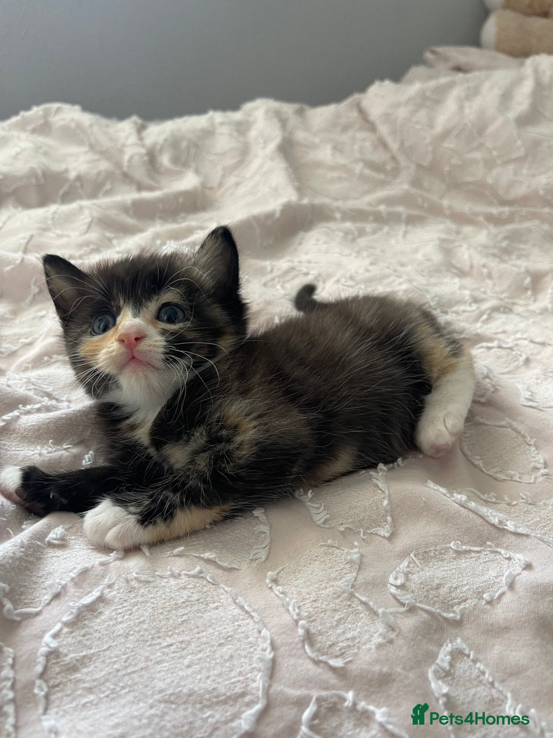 Mixed Breed cats for sale: Kittens for sale  - Image 2