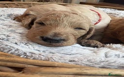 Mixed Breed dogs for sale: Multi generational goldendoodle puppies - Image 28