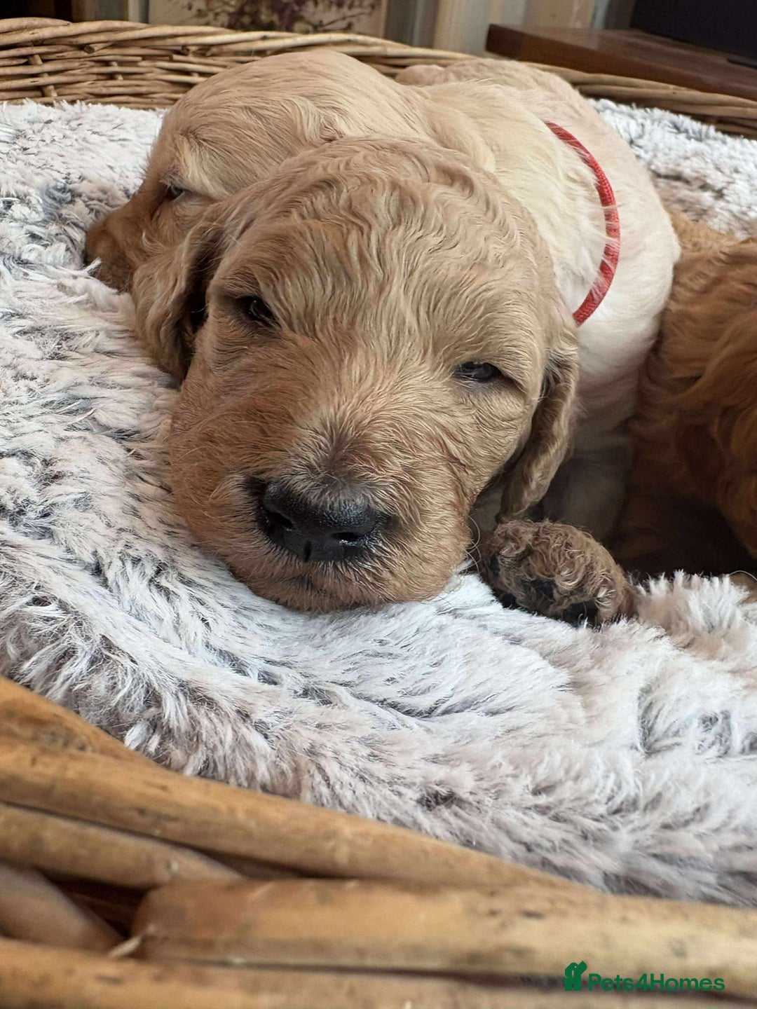 Mixed Breed dogs for sale: Multi generational goldendoodle puppies - Image 28