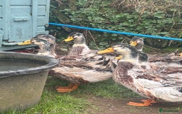 Ducks poultry for sale: Silver Appleyard drakes - Advert 2