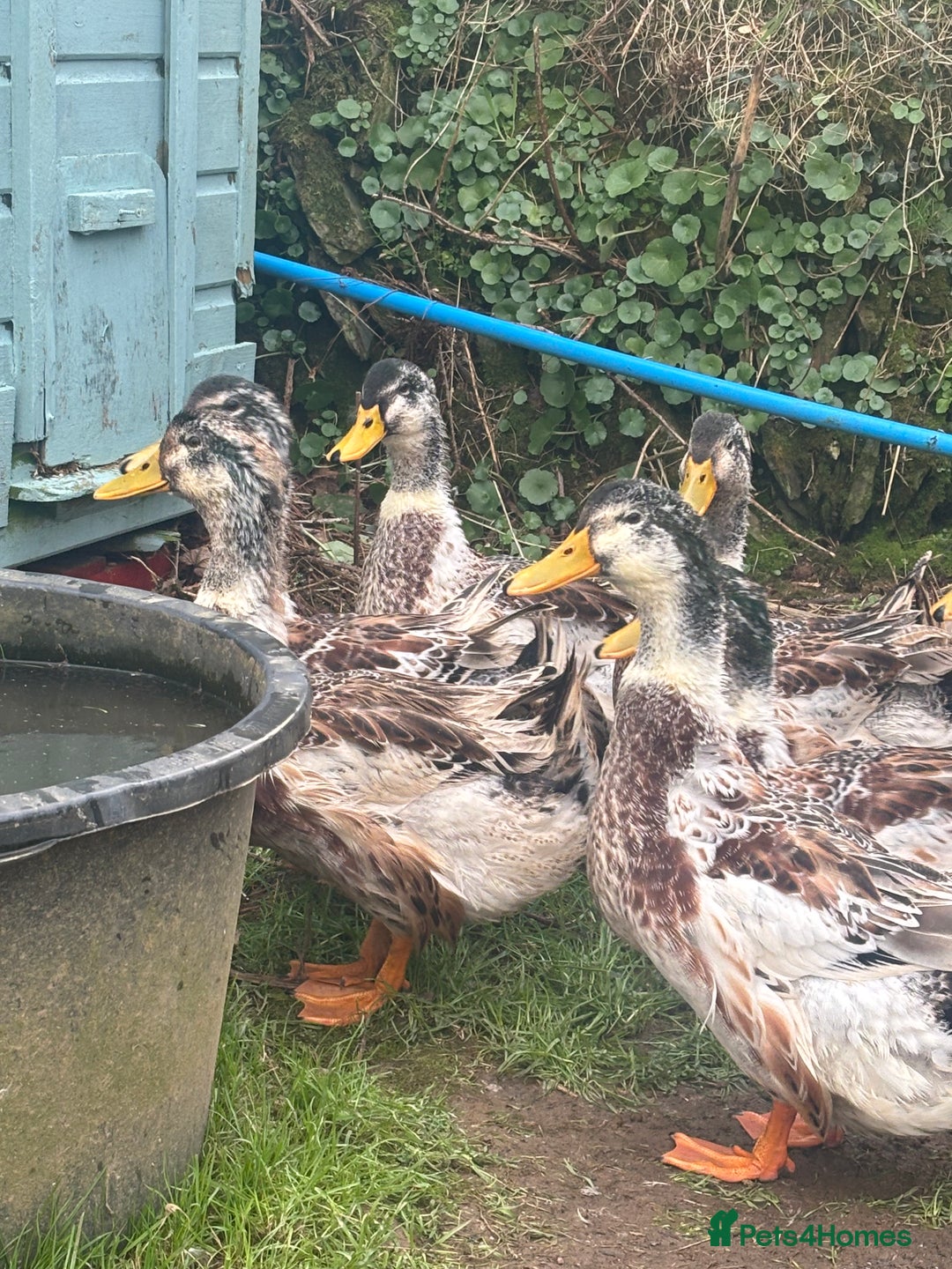 Ducks poultry for sale: Silver Appleyard drakes - Advert 2