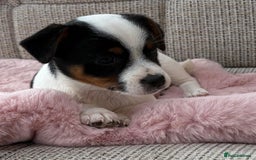 Jack Russell dogs for sale: Traditional Miniature Jack Russell Puppies! - Advert 21