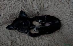Chihuahua dogs for sale: Two chihuahua baby girls, black long haired!!!! - Image 2
