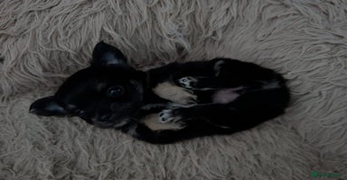 Chihuahua dogs - Advert 4