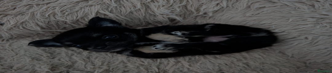 Pickle - Long Haired Black girl