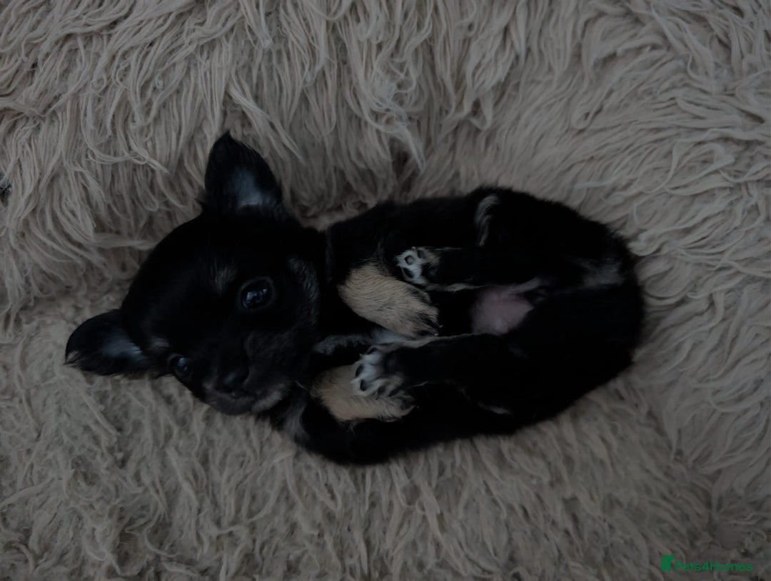 Chihuahua dogs for sale: Two chihuahua baby girls, black long haired!!!! - Image 2