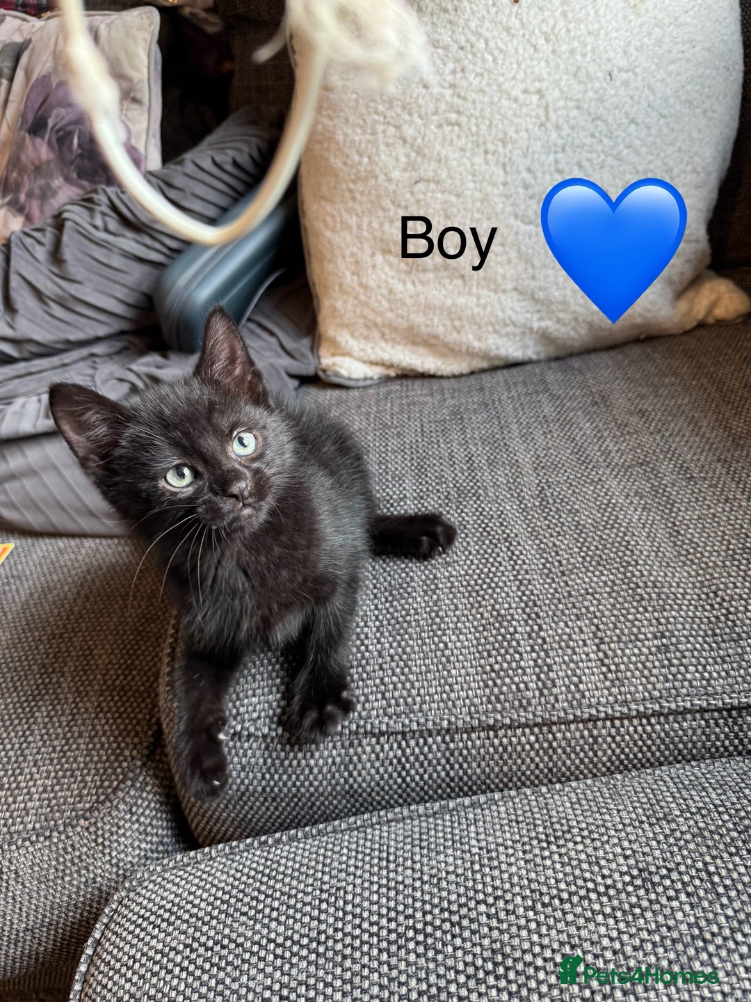 Mixed Breed cats for sale: Kittens ready for new home now  - Image 2